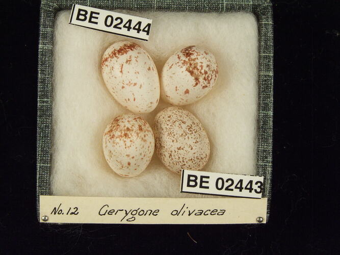 Four bird eggs with specimen labels in box.