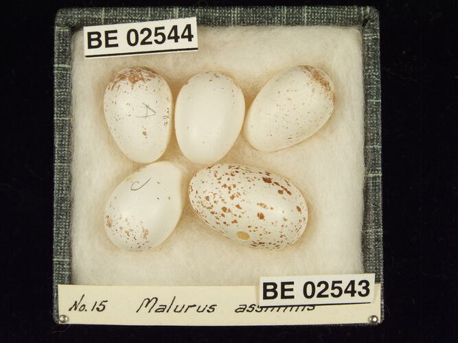 Five bird eggs with specimen labels in box.