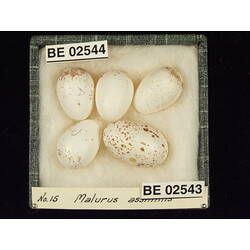 <em>Chalcites basalis</em> (Horsfield, 1821)