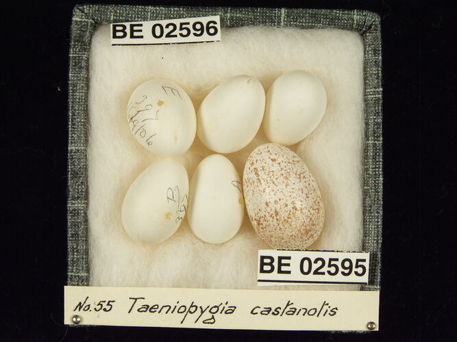 Six bird eggs with specimen labels in box.