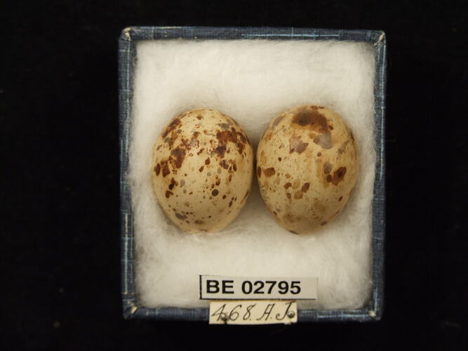 Two bird eggs with specimen labels in box.