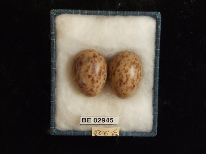 Two bird eggs with specimen label in box.