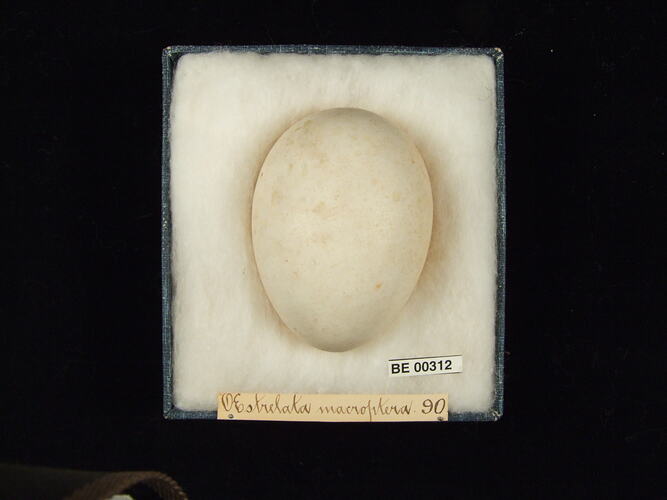 Bird egg in box with specimen labels.