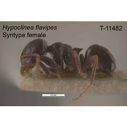 Ant specimen, female, lateral view.