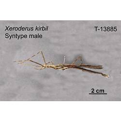 Stick Insect specimen, male, lateral view.