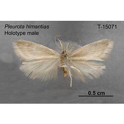 Moth specimen, male, ventral view.