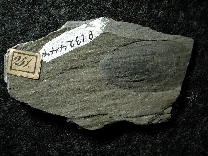 Brachiopod fossil on grey rock slab with labels.