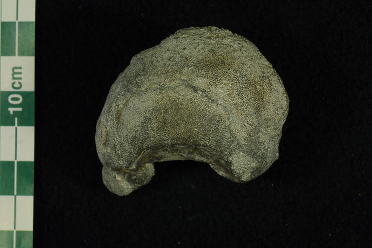 <em>Nebulipora</em> sp., bryozoan fossil.  Registration no. P 40562-1.