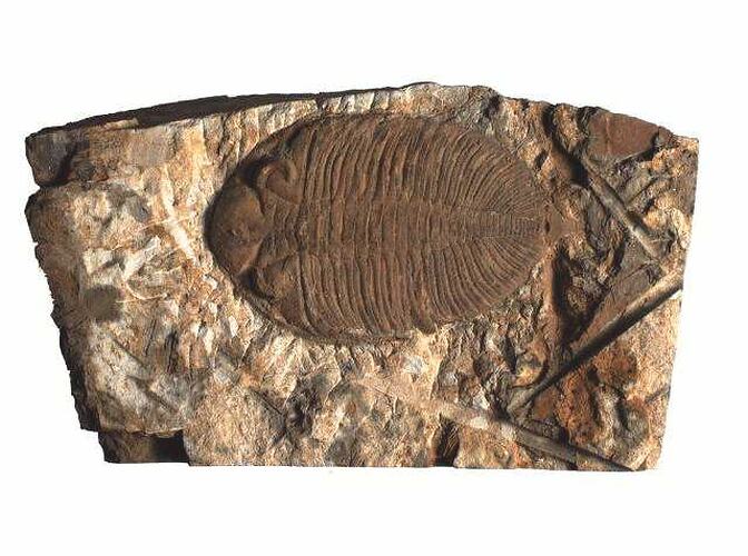 Trilobite specimen on rock.