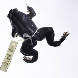 Frog spirit specimen with label tied around.
