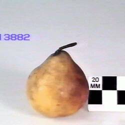 Pear Model, Beurre Sterckmans