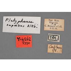 Entomology type specimen labels.