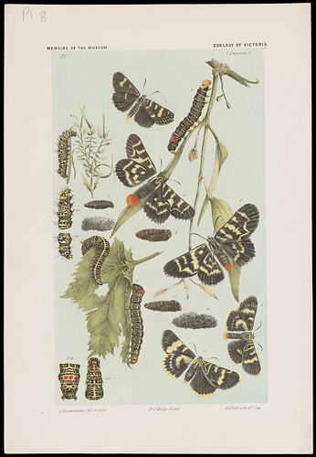 Vine Moth, Phalaenoides glycinae Lewin