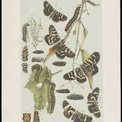 Vine Moth, Phalaenoides glycinae Lewin