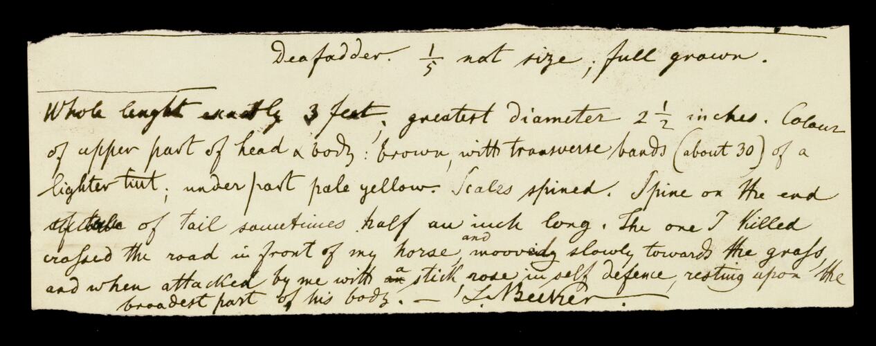 Death Adder, Acanthophis antarcticus Notes by Ludwig Becker