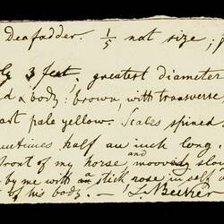 Death Adder, Acanthophis antarcticus Notes by Ludwig Becker