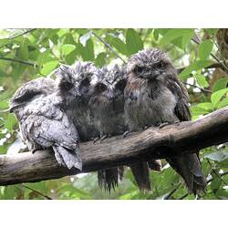 Four Tawny Frogmouths perched on a branch in a tree.