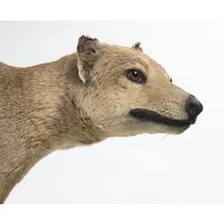 Detail of taxidermied thylacine's head.