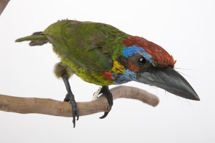 <em>Megalaima rafflesii</em>, Red-crowned Barbet, mount.  John Gould Collection.  Registration no. 25218.