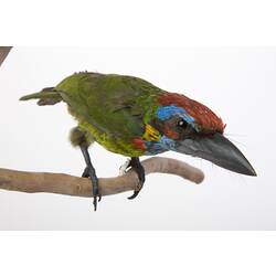 <em>Megalaima rafflesii</em>, Red-crowned Barbet, mount.  John Gould Collection.  Registration no. 25218.