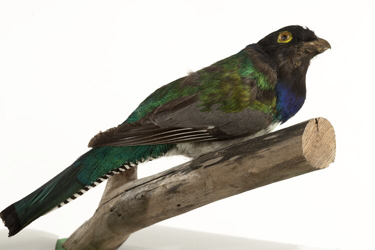 Side view of bird specimen with iridescent blue and green feathers mounted on branch.
