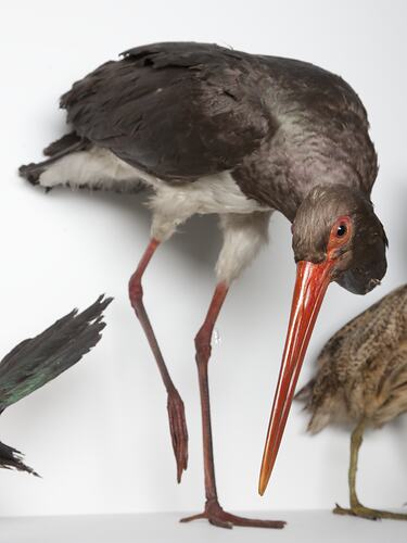 Stork specimen mounted with head bent, long orange beak towards ground, side view.