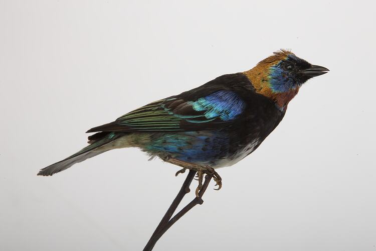<em>Tangara larvata</em>, Golden-hooded Tanager, mount.  Registration no. 61369.