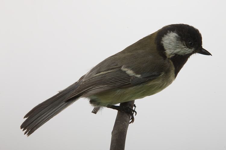 <em>Parus major major</em>, Great Tit, mount.  Registration no. 57630.