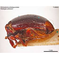 Beetle specimen, lateral view.
