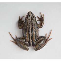 Model of brown and green frog viewed from above.