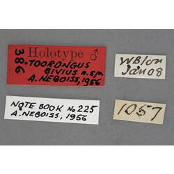 Entomology type specimen labels.