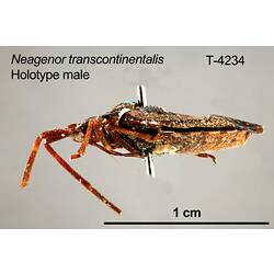 Shield bug specimen, male, lateral view.