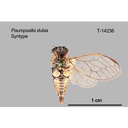 Cicada specimen, ventral view.