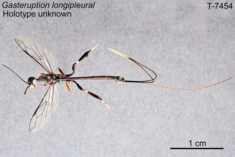 Wasp specimen, dorsal view.