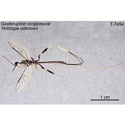 Wasp specimen, dorsal view.