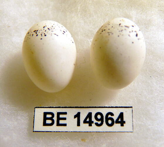 Two bird eggs with specimen label.