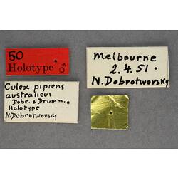 Entomology type specimen labels.