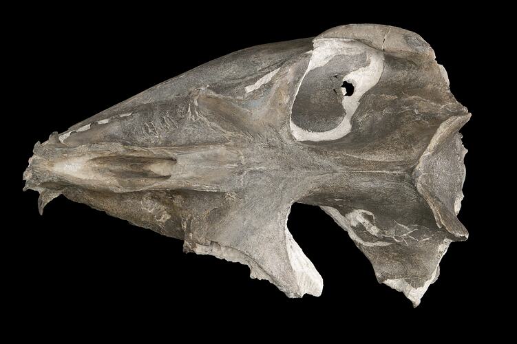 Fossil whale skull.