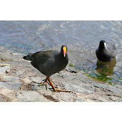 A Dusky Moorhen walking along a shore (a Eurasian Coot in the background in the shallow water).