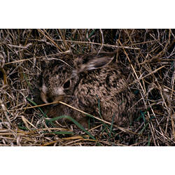 A young Brown Hare (16 days old)