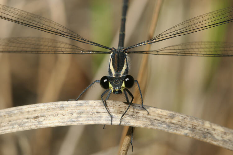 A Damselfly with wings outstretched on a blade of dead grass.