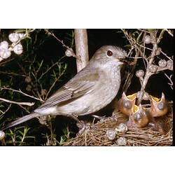A female Golden Whistler feeding an insect to three chicks in a nest, at night.