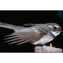 A Grey Fantail with wings fanned out. perching on the edge of nest, a chick's beak visible.
