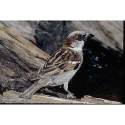 A male House Sparrow perched on a log.