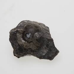 <em>Goniatites crenistria</em> Phillips, 1836
