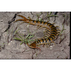 A Scolopendrid Centipede on dry cracked earth.