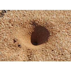 The burrow of an Antlion.