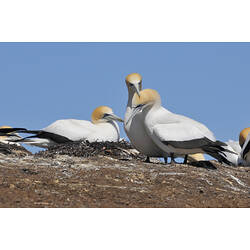 A group of Australasian Gannets on the ground, one sitting on a nest.
