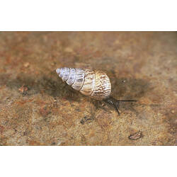 A Small Pointed Snail moving across a stone.