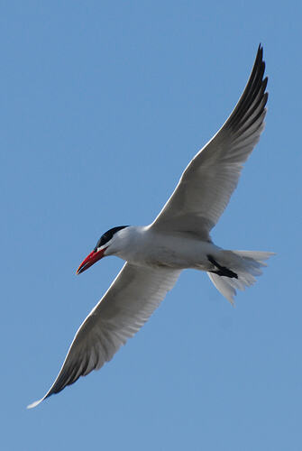 Caspian Tern, wings spread in flight.